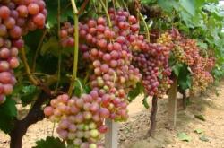 赤峰同城送葡萄電話號碼查詢