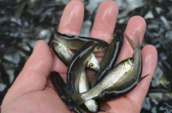 赤峰市附近賣魚苗電話號碼