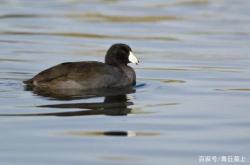赤峰市紅嘴鴨出售電話號碼