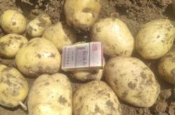 赤峰土豆銷售電話地址是多少號