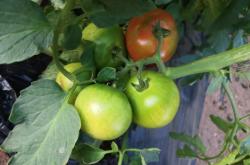 赤峰寧城草莓柿子采摘園電話號(hào)碼