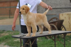 赤峰無償收養(yǎng)狗狗電話是多少號(hào)