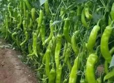 赤峰尖椒種植基地電話號碼