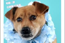 赤峰紅山區(qū)狗狗領(lǐng)養(yǎng)電話號(hào)碼