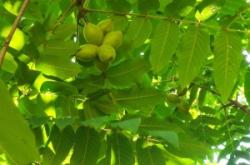 赤峰周邊適合野炊的地方