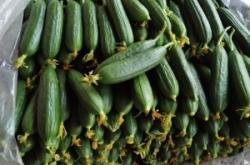 赤峰黃瓜代收電話多少號(hào)