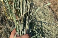 赤峰麥子工作室招聘電話號碼