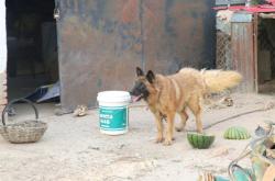 赤峰農(nóng)村賣狗電話號(hào)碼