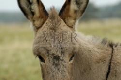 赤峰小驢代駕電話號(hào)碼多少