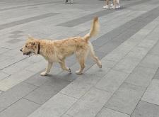 赤峰錦山狗場電話號碼多少