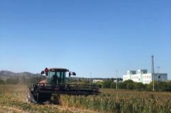 赤峰粽葉收購電話號(hào)碼多少