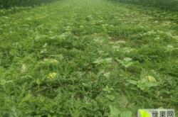 赤峰小磊西瓜代收電話號碼