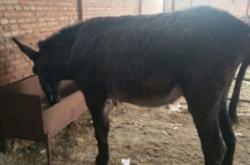 赤峰養(yǎng)驢代購(gòu)電話是多少號(hào)