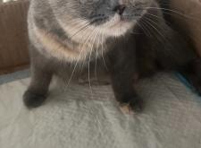 赤峰如意貓舍電話號(hào)碼查詢