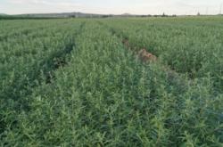 赤峰大型夏堇批發(fā)電話地址