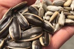 赤峰市批發(fā)新瓜子電話號碼