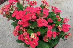 赤峰花町美植店地址電話號碼