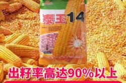 赤峰玉米種子價(jià)格電話查詢