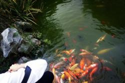 赤峰花香動(dòng)物園地址電話號(hào)碼