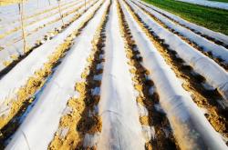 赤峰地膜生產(chǎn)廠家電話號碼