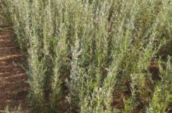 赤峰檸條顆粒廠家電話號(hào)碼