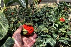 赤峰種子批發(fā)商地址電話號碼