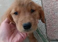 赤峰賣(mài)狗幼崽地址電話號(hào)碼