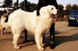 赤峰大白陪診二寶電話號碼