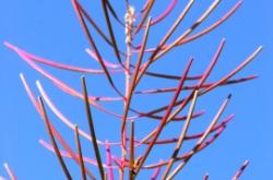 克什克騰旗柳蘭社區(qū)電話