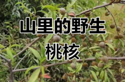 赤峰收購(gòu)山桃核價(jià)格電話(huà)是多少