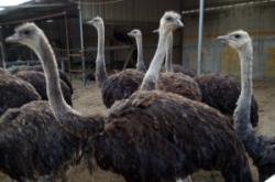 赤峰駝鳥養(yǎng)殖場(chǎng)地址電話號(hào)碼