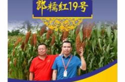 赤峰賣高粱種子電話是多少號