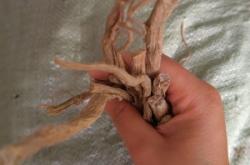 赤峰懷牛膝種苗基地電話號碼