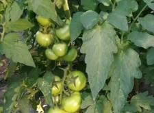 赤峰番茄定植基地電話號碼查詢