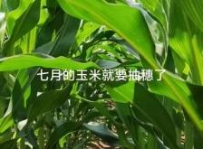 赤峰玉米抽穗種植基地電話號碼