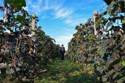 赤峰哪里有葡萄廠子呀電話號