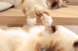 赤峰貓咖酒吧電話號碼多少