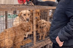 赤峰狗肉小館電話(huà)號(hào)碼多少