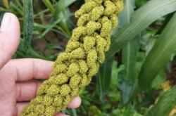 赤峰芥菜收割機(jī)電話號(hào)碼