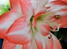 赤峰賣朱頂紅花的電話號碼是多少