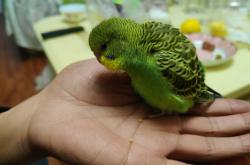 赤峰鸚鵡領養(yǎng)電話多少啊