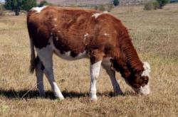 赤峰屠宰場手續(xù)代辦電話號碼