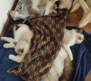 赤峰市布偶貓舍電話號碼