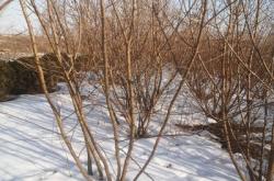 赤峰云杉路駕校電話號碼是多少