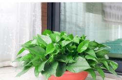 赤峰紅山綠蘿批發(fā)電話號(hào)碼