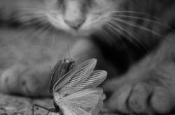 赤峰收養(yǎng)小貓電話地址是多少號