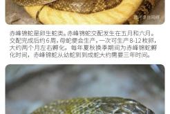 赤峰念寵寵物殯葬電話號碼查詢