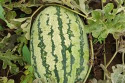 赤峰周圍收購打瓜廠家電話號碼