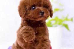 赤峰泰迪繁育基地電話號碼