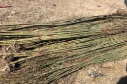 赤峰銷售柳樹苗電話號(hào)碼查詢